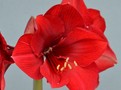 Amaryllis