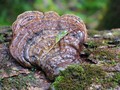 houba reishi ilustrační foto
