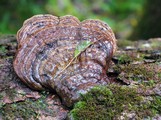 houba reishi ilustrační foto