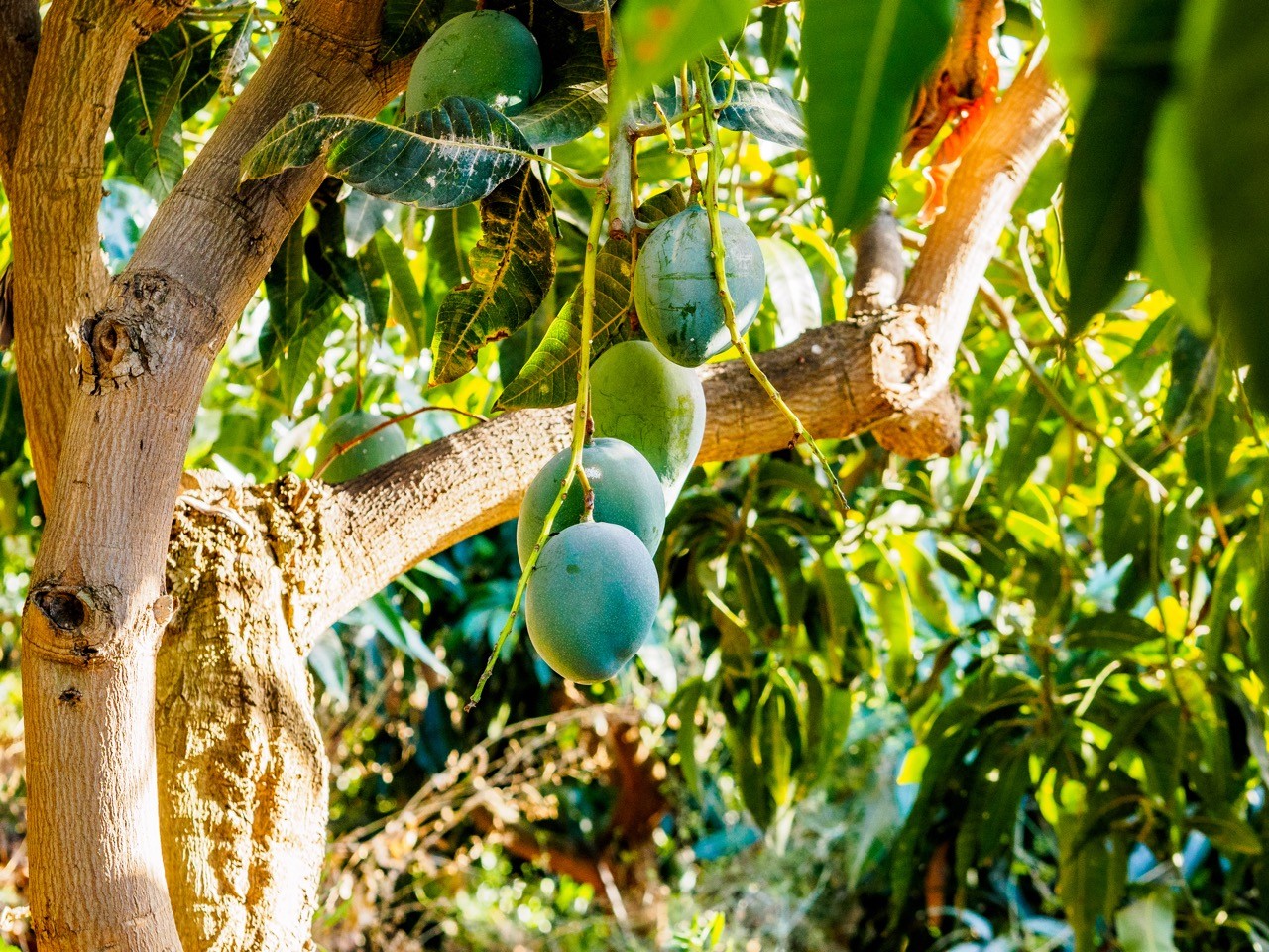 Salgado organic farma