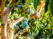 Salgado organic farma