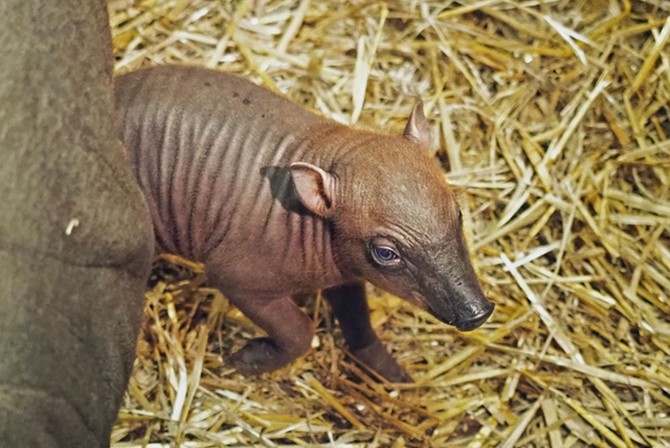 Jde o druhou odchovanou babirusou v jihlavské zoo