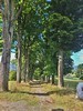 Na Hede� vede kr�sn� alej, ocen�n� v roce 2023 jako Alej roku