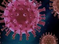 Virus, Covid