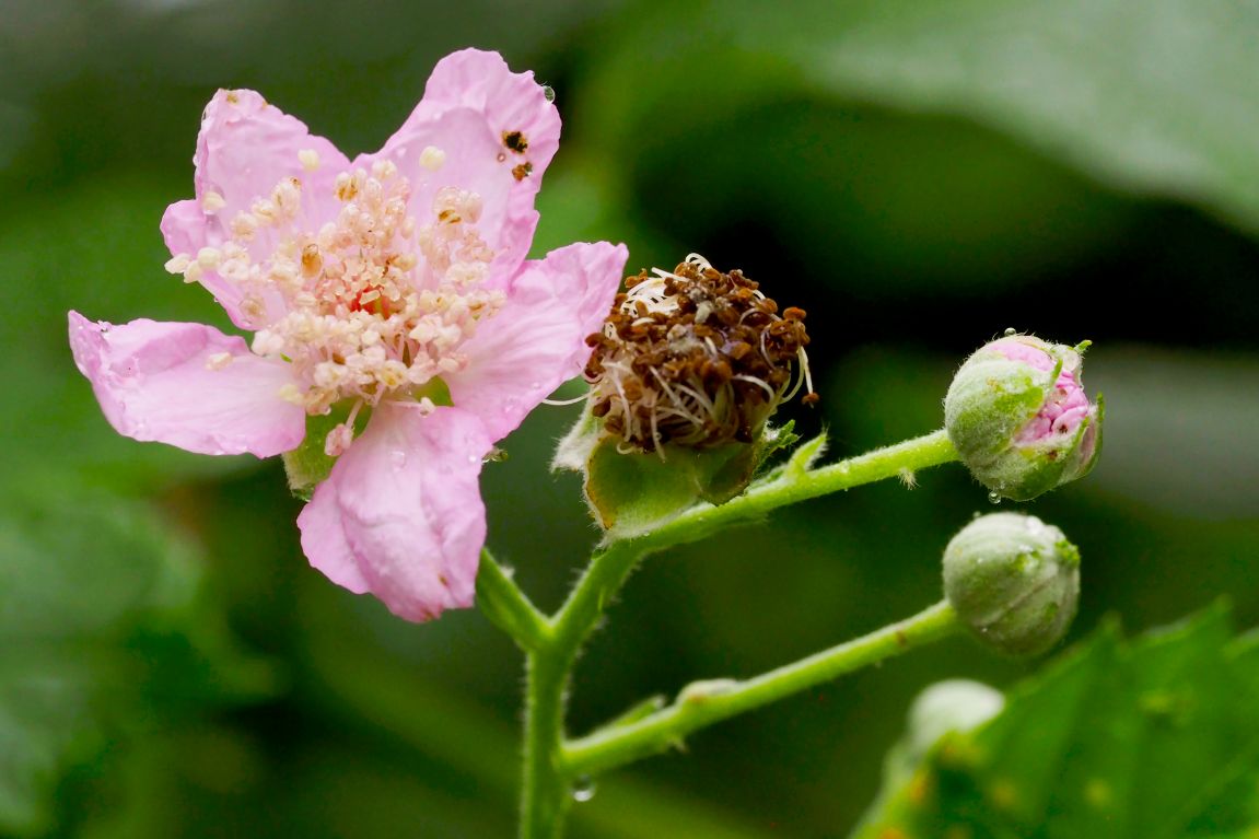 Typicky vybarvený květ českého endemita, ostružiníku tmavorůžového (Rubus atroroseus)
