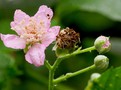 Typicky vybarvený květ českého endemita, ostružiníku tmavorůžového (Rubus atroroseus)