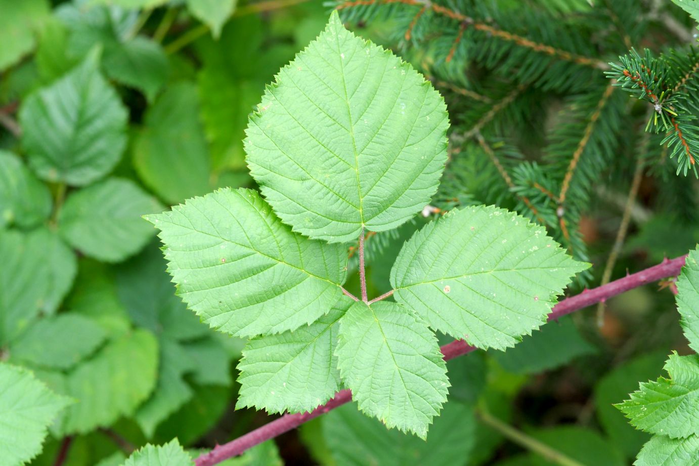 Pětičetný list ostružiníku tmavorůžového (Rubus atroroseus) s typicky nápadně širokým terminálním lístkem