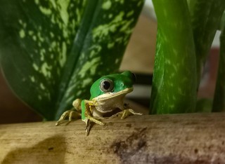 Libereck zoologick zahrada zaala chovat vzcn abky listovnice pestr jako jedin v esku a tet v cel Evrop. 