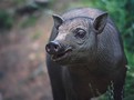 babirusa sulaweská