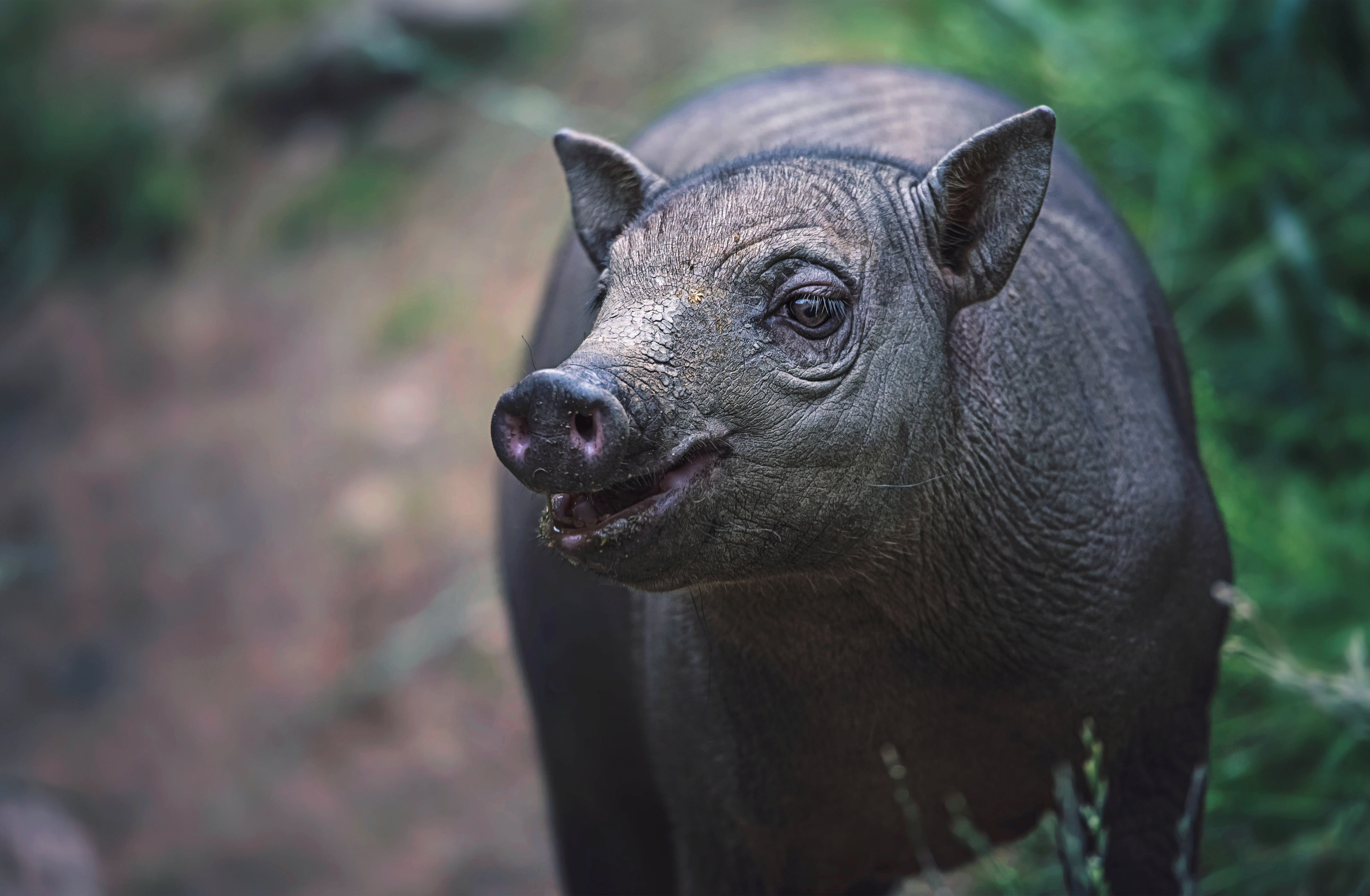 babirusa sulaweská