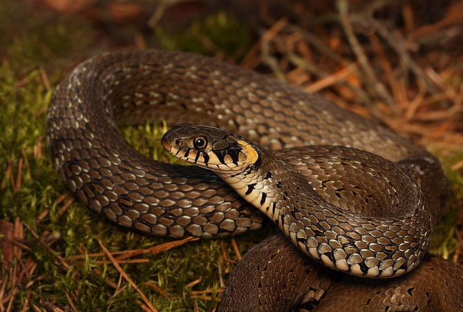 Hada odchytil herpetolog Tomáš Bublík