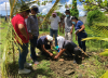 Cacao planting