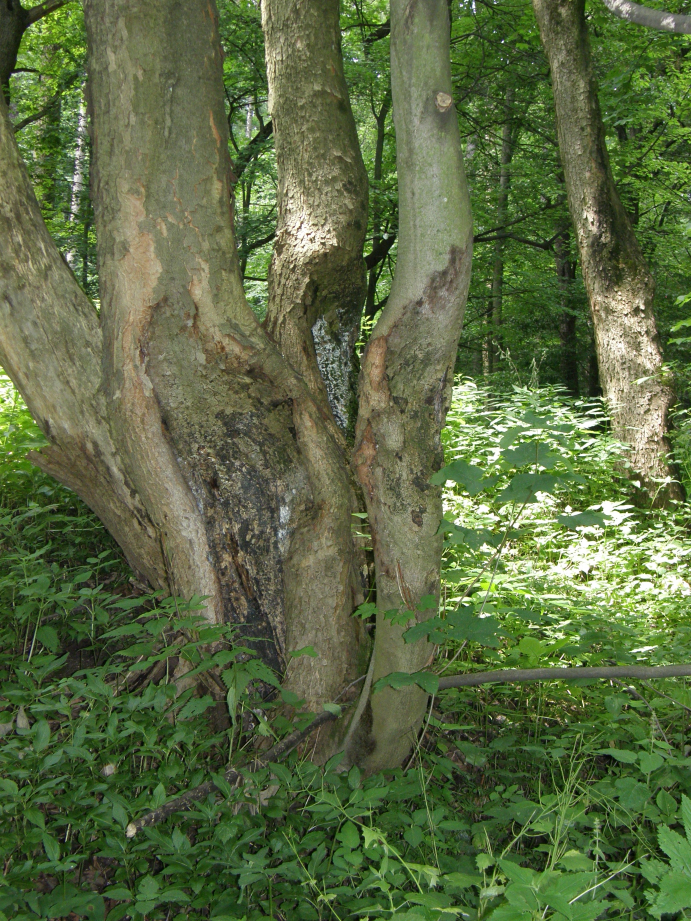 Eutypella