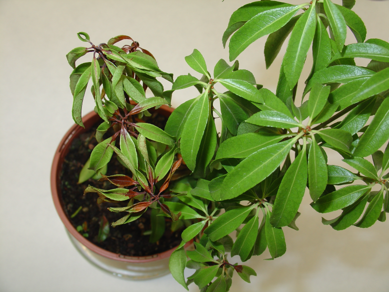 Phytophthora