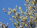 Pussy Willow