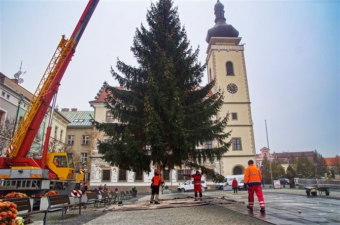 Na Staromstskm nmst byl usazen vnon strom. Foto Pavel ubrt