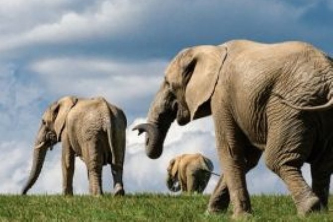 Rozvoj Karibuni ve zlnsk zoo chce podpoit i Zlnsk kraj