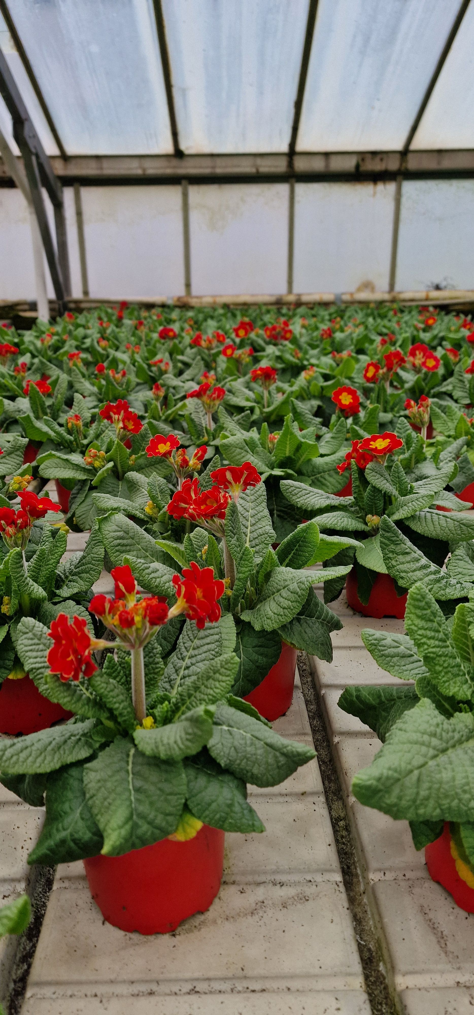 ilustrační pěstování ve skleníku