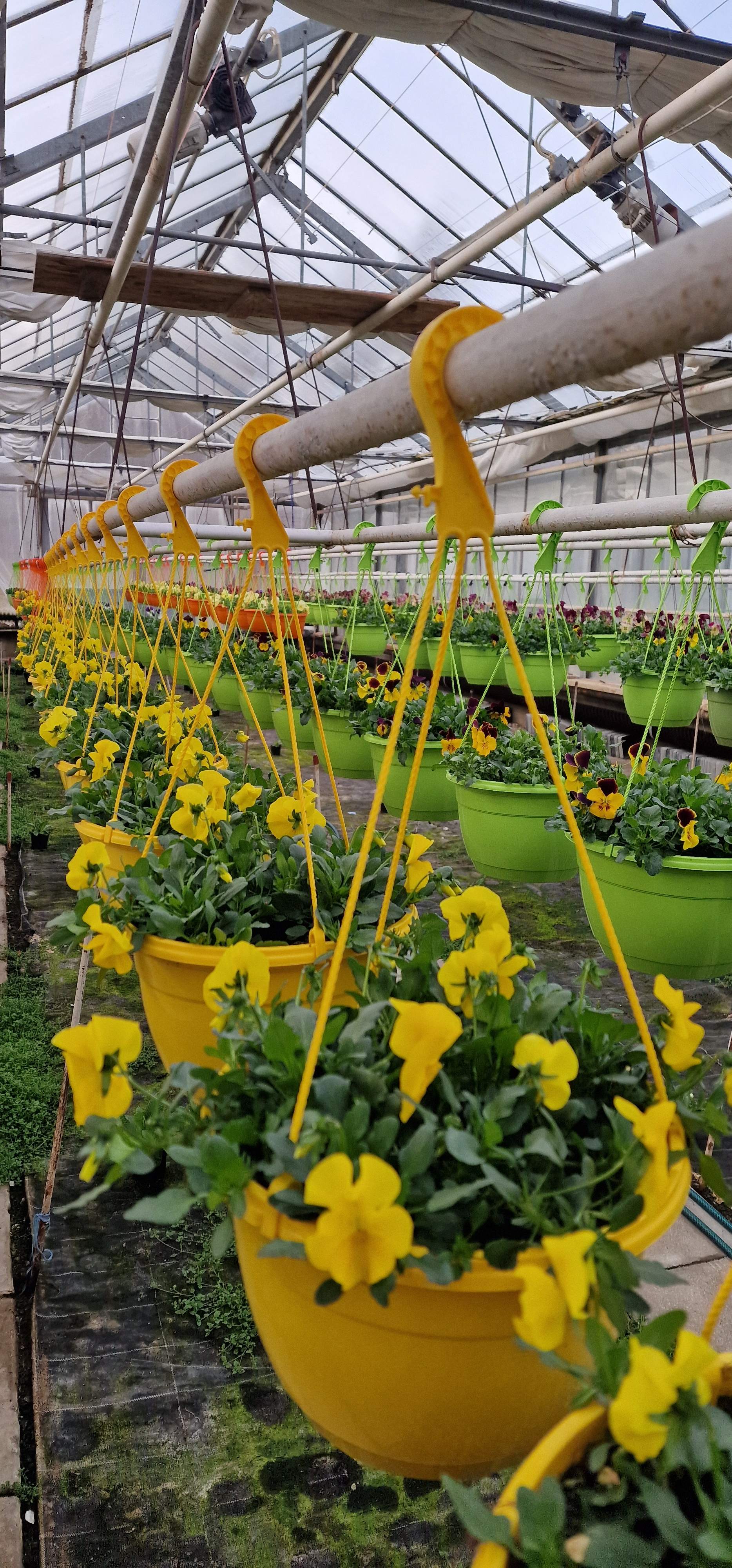 pěstování ve skleníku ilustrační