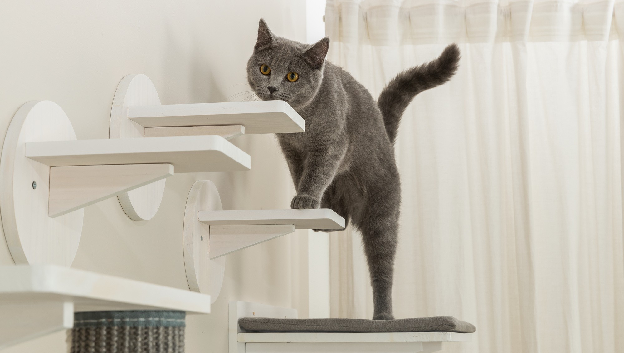 ilustrační škrábadla a odpočívadla pro kočky