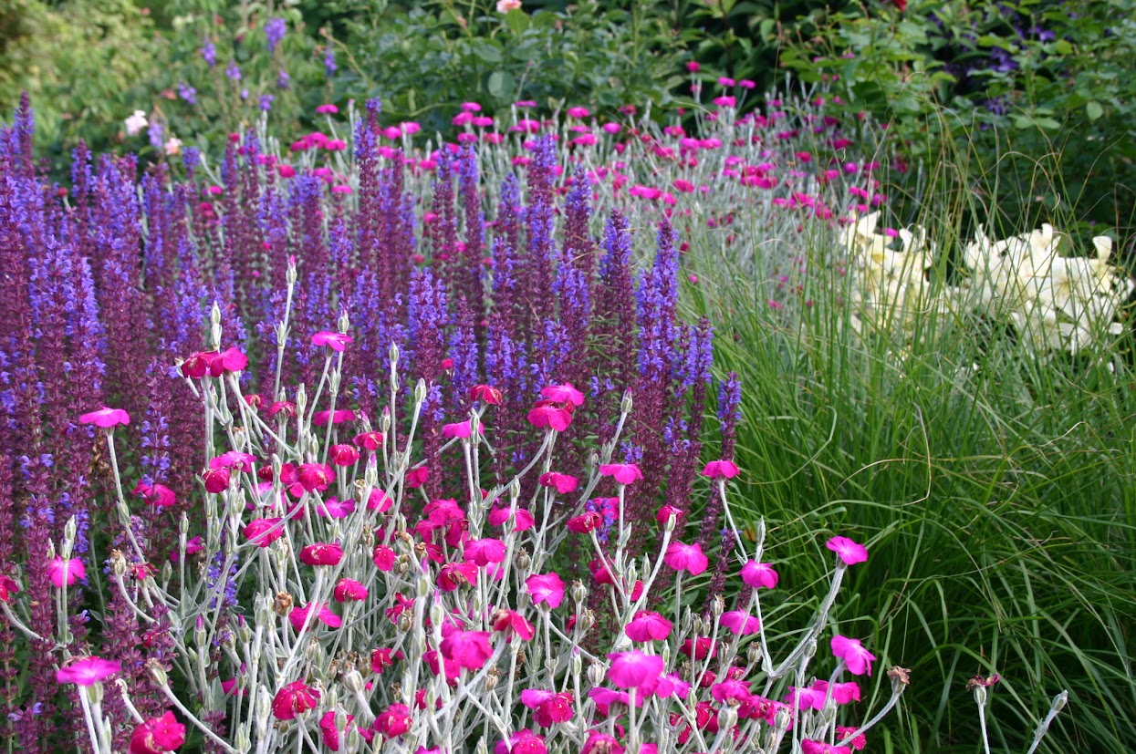 Lychnis Coronaria
