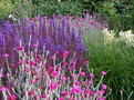 Lychnis Coronaria