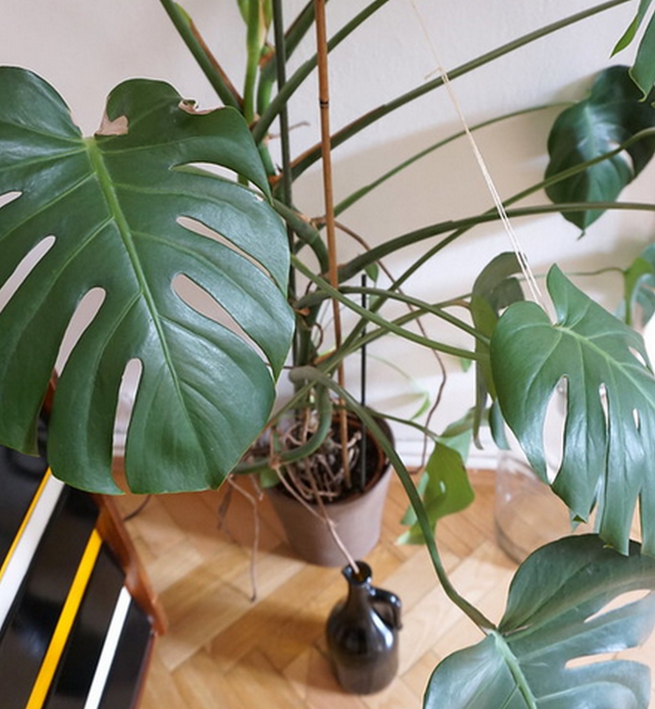 monstera deliciosa 'thai constellation' Monstera deliciosa 'Thai Constellation'